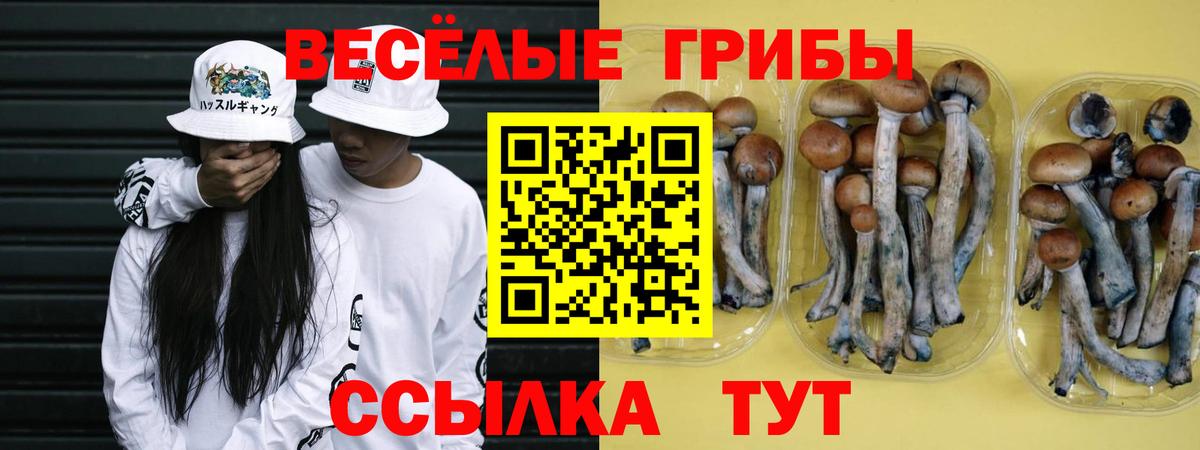 Псилоцибиновые грибы Cubensis  Вход с VPN  Черногорск  Псилоцибиновые грибы Psilocybe 